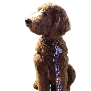 chewie